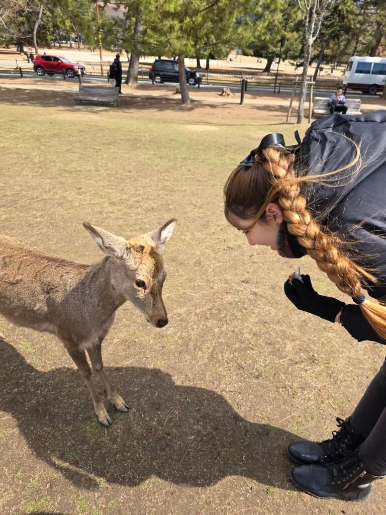 Alimentando a los ciervos sagrados en el Parque de Nara con galletas senbei
